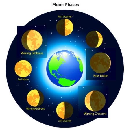 Place the lunar phases in the correct order-example-1