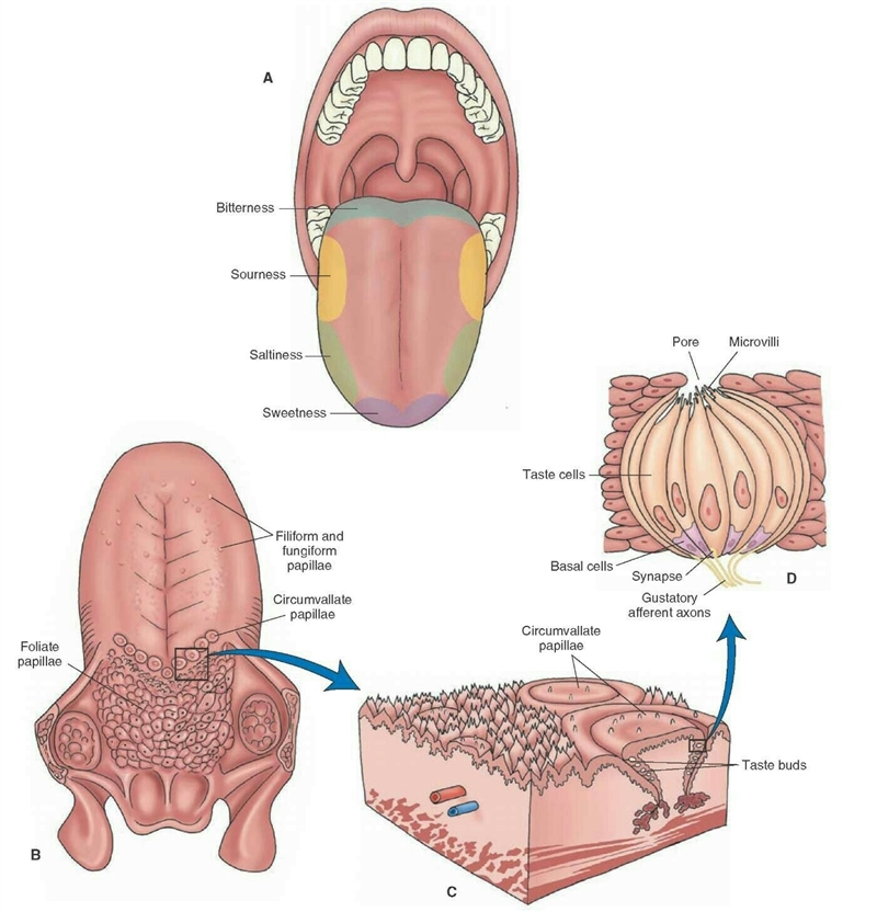 What structures on the tongue are similar to olfactory cells-example-1