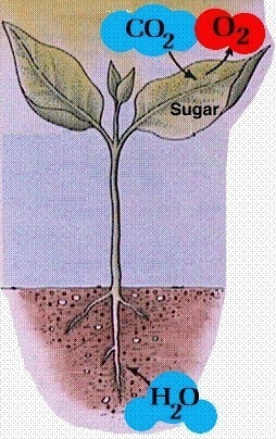 Explain the process of photosynthesis in a plant in detail-example-1