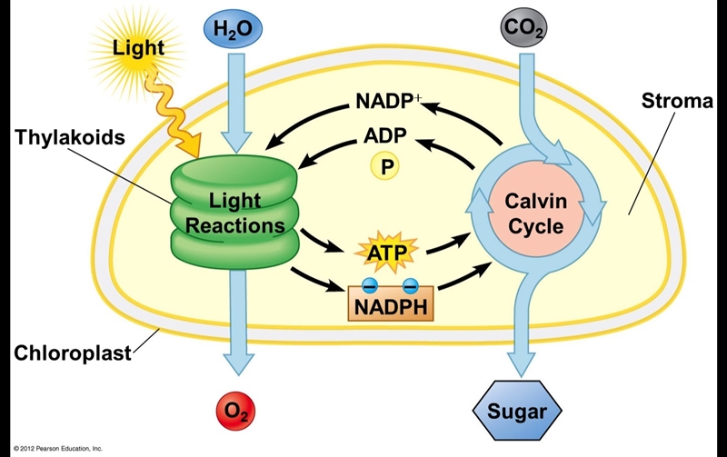 What are the steps of photosynthesis?-example-1