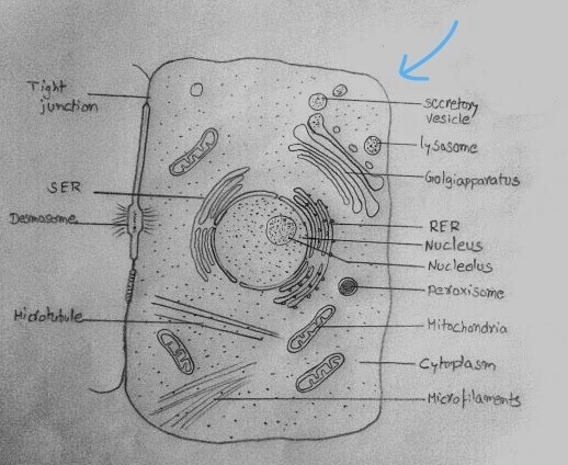 Below is a diagram of an animal cell. Label the cell organelles. Thanks (Don't mind-example-1