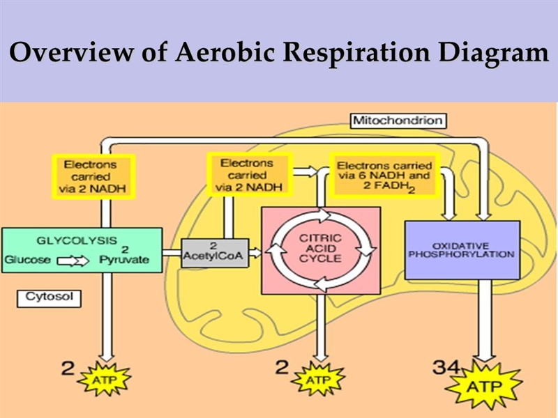 How much atp is produced from a single glucose molecule in each reaction set? Answer-example-1