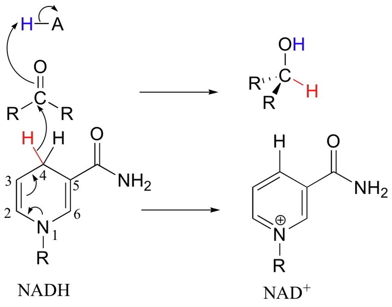 What sort of nucleophile does NADH supply?-example-1