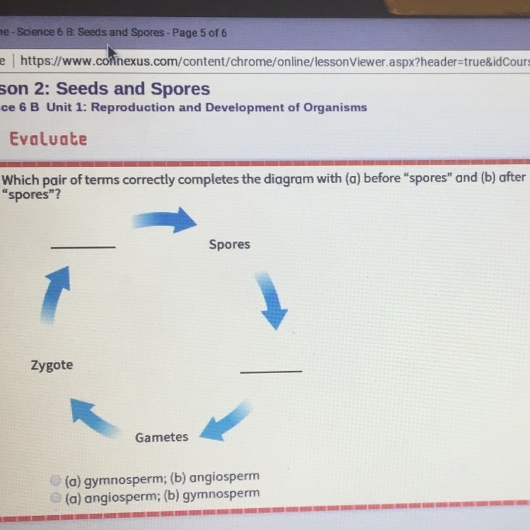 Options are A. (a) gymnosperm; (b) angiosperm B. (a) angiosperm; (b) gymnosperm C-example-1