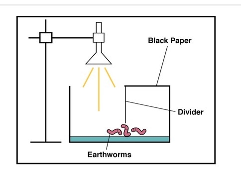 If worms prefer dark, damp places then the worms will move to the dark side of the-example-1