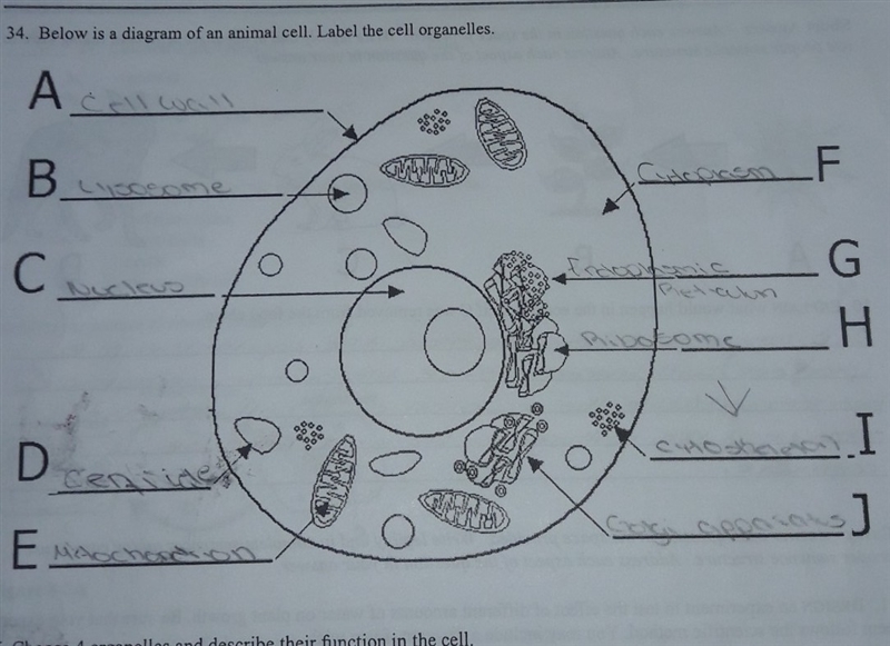 Below is a diagram of an animal cell. Label the cell organelles. Thanks (Don't mind-example-1