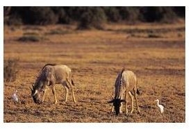 The bird called the cattle egret follows large animals, such as rhinoceroses, elephants-example-1