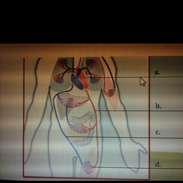 Identify the parts of the circulatory system in the diagram:-example-1