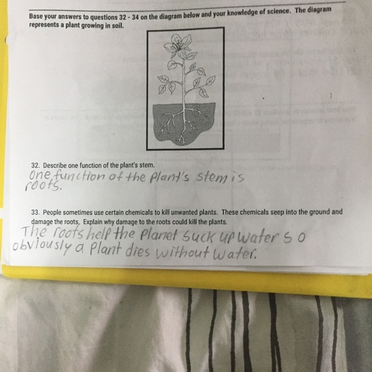 Please I need help with question 34 is identify the process carried out by the plant-example-1