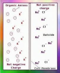 What does the dashed line in the beaker separating the two sides represent?______________________?-example-1