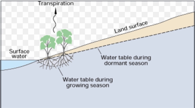 Explain how plants are part of the water cycle.-example-1