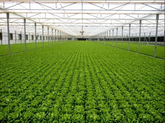 What is greenhouse agriculture?-example-1