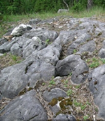 In the photo above, lichen and fungi are slowly causing these rocks to break down-example-1