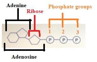 Which correctly describes molecules “a” in this diagram? A_adenosine triphosphate-example-1