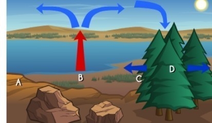 Why might the air be rising above the location labeled b A. the trees are staying-example-1