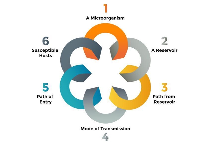 What is the second link in the chain of transmission?-example-1