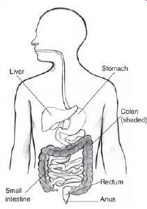 Based on the organs pictured below, which organ system is represented in this image-example-1