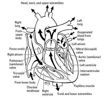 Label the parts of the heart and draw arrows representing the flow of blood through-example-1