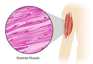 40 POINTS The diagram above shows where different types of tissues are found in the-example-1