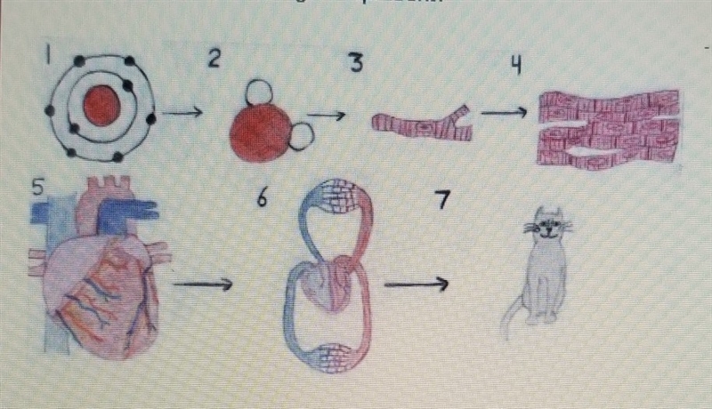 In the diagram above, images 1 and 2 represent the chemical and molecular levels of-example-1