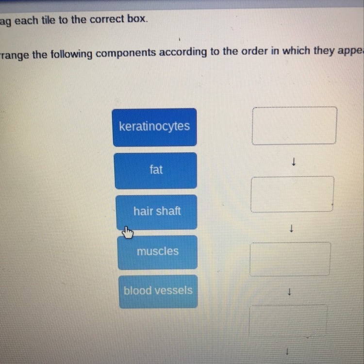 Arrange the following components according to the order in which they appear on/ within-example-1