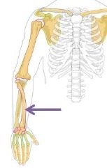 Which bone is indicated by the arrow in the diagram below? humerus ulna radius clavicle-example-1