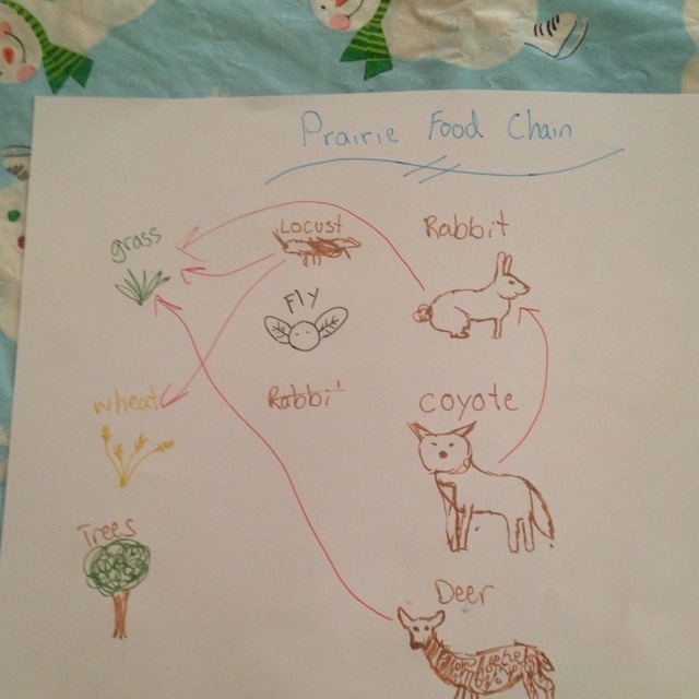 Please make a food chain, It needs bugs plants and animals. I really need the help-example-1