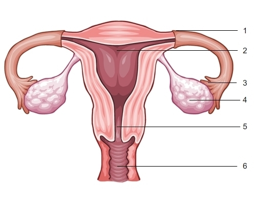 Identify and label the numbered parts of the female reproductive system in the diagram-example-1