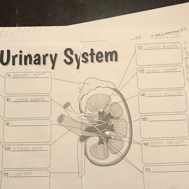 Urinary system labeling questions! i need help on 9,15, and 17-example-1