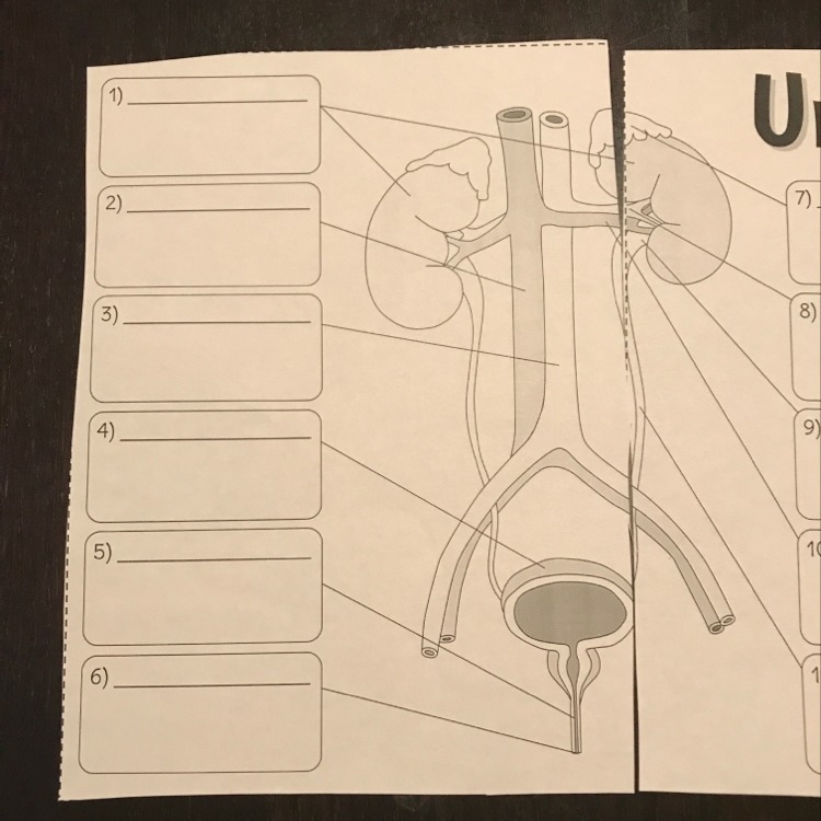 What are these? Labelling questions. Urinary system-example-1