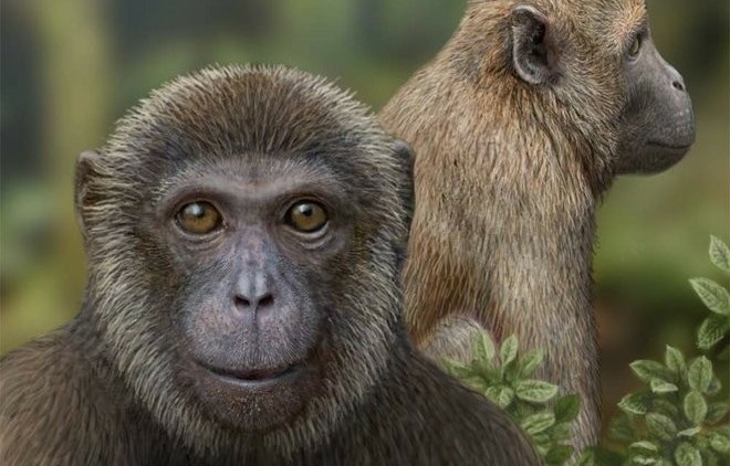 What was the first primates and where did they live-example-1