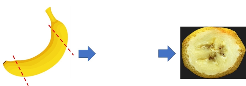 Describe the shape of the cross section if you slice banana parallel to its base-example-1