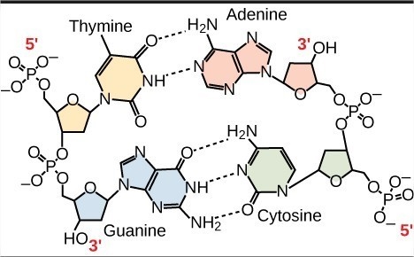 Incorrectquestion 41 0 / 1 pts which of the labeled structures are found in dna but-example-1