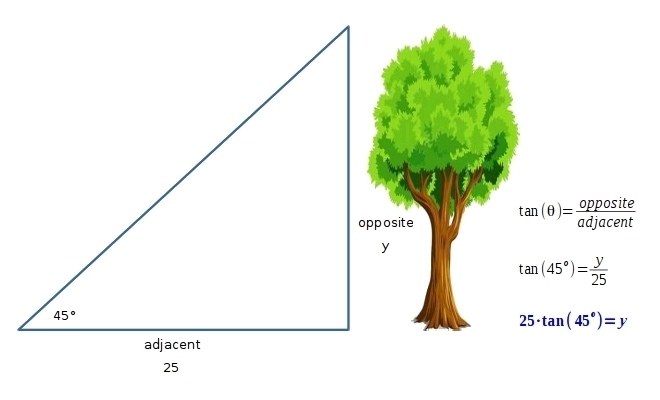 A tree casts a 25m shadow when the angle of elevation to the sun is 40. Approximately-example-1