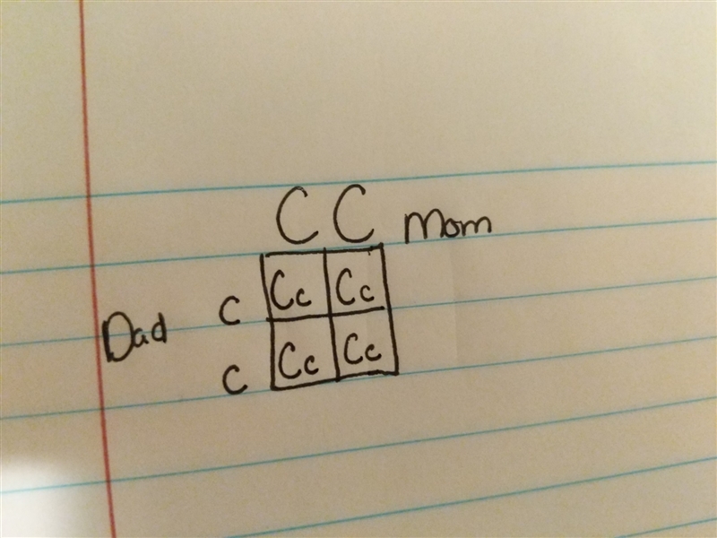 mom has a circle face shape (CC) dad has an oval face shape (cc). There are 4 boxes-example-1