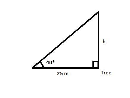 A tree casts a 25m shadow when the angle of elevation to the sun is 40. Approximately-example-1