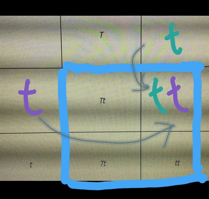 In this Punnett square, what is the ratio of homozygous to heterozygous offspring-example-1