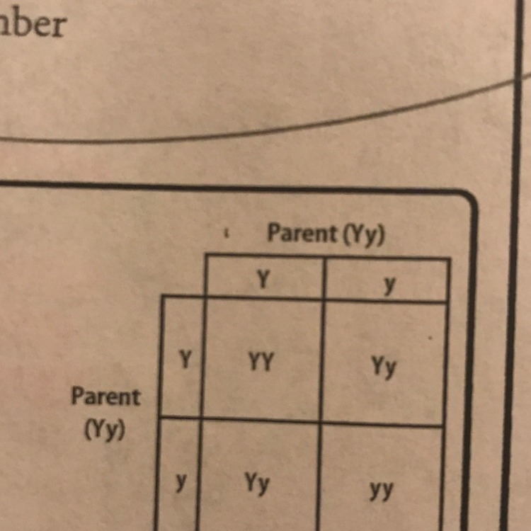 in peas, the color yellow(Y) is dominant to the color green(y). according to the punnett-example-1