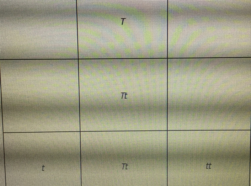 In this Punnett square, what is the ratio of homozygous to heterozygous offspring-example-1