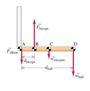 Determine the sign (+ or −) of the torque about the elbow caused by the biceps, τbiceps-example-1