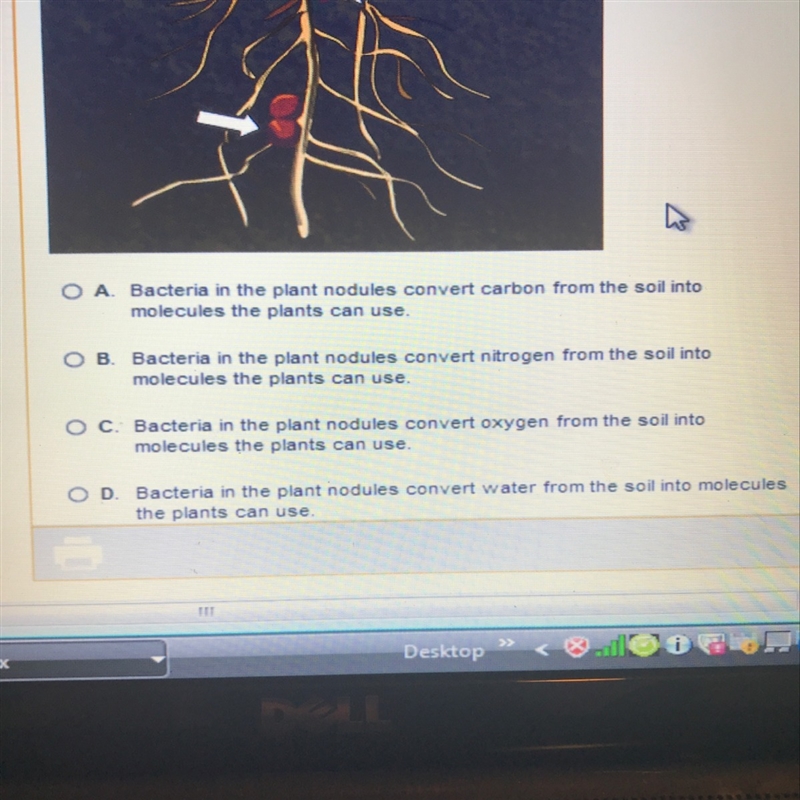 Which statement best describes the process that takes place in these nodules?-example-1