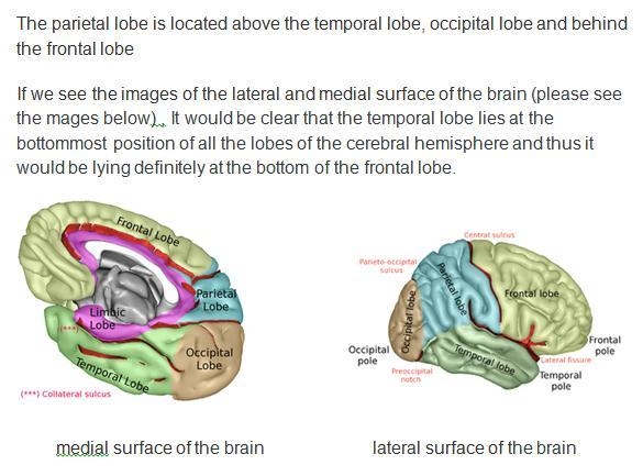 The parietal lobe is the portion of the cerebral cortex located below the temporal-example-1