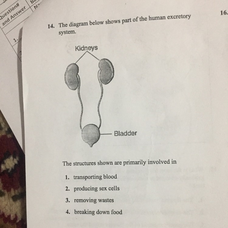 The structures shown are primarily involved in-example-1