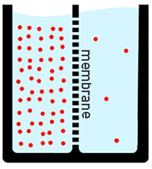 PLEASE HELP ME ANSWER THIS! Which direction will the molecules pass through the cell-example-1