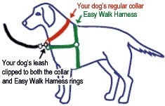 Which of the following is true about the easy walk harness the lead always attaches-example-1