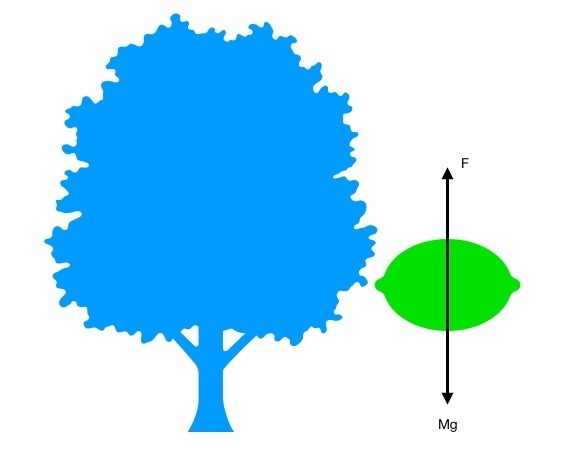 Lemon falling at a constant speed from a tree with no air resistance, draw a free-example-1