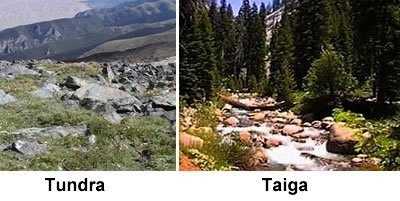 A taiga biome is DIFFERENT from a tundra biome because it has A) many coniferous trees-example-1