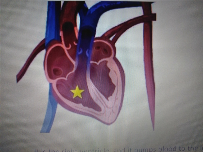 Which statement best describes the chamber marked by a star A: It is the right ventricle-example-1