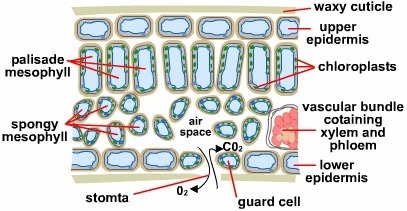 Most plants are capable of exchanging gases with the environment because they posses-example-1