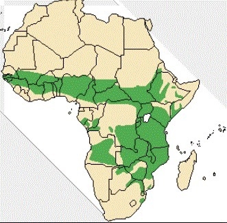 What part of Africa is shown in the green areas? Question 10 options: Sahel Savanna-example-1